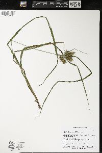 Carex retrorsa image