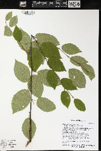 Betula alleghaniensis image