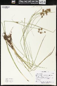 Juncus nodosus image