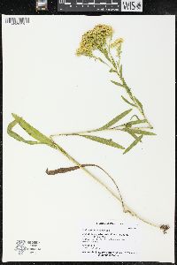 Solidago ohioensis image