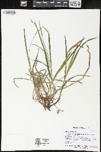 Carex hirtifolia image