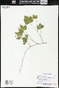 Rubus pubescens image