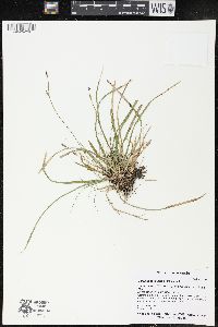 Carex pedunculata image