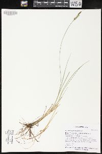 Carex livida image