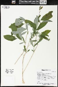 Lonicera dioica image