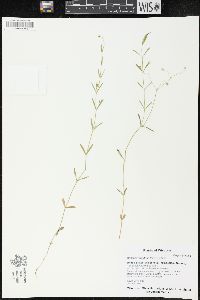 Stellaria longifolia image