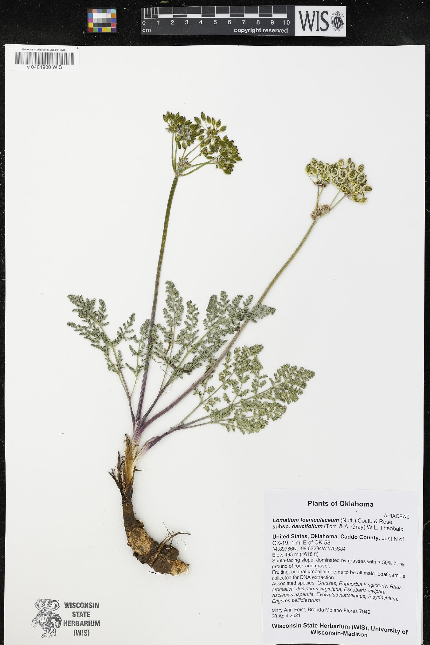 Lomatium foeniculaceum subsp. daucifolium image