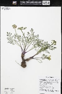 Lomatium foeniculaceum image