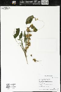 Cuscuta gronovii image