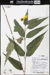 Helianthus strumosus image