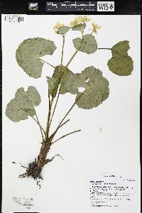 Caltha palustris image