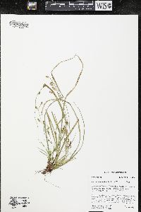 Carex pedunculata image