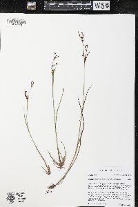 Juncus brevicaudatus image