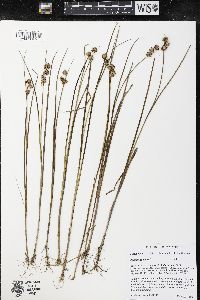 Juncus nodosus image