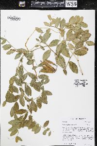 Lathyrus japonicus image