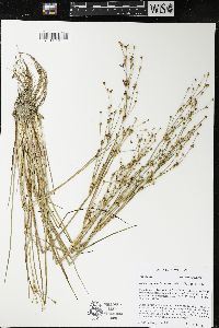 Juncus alpinoarticulatus image