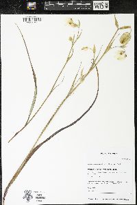 Calochortus albus image