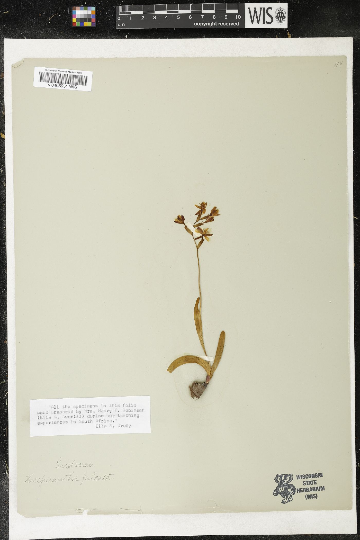 Hesperantha falcata image