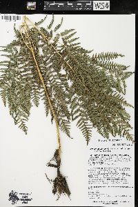 Pteridium aquilinum var. latiusculum image