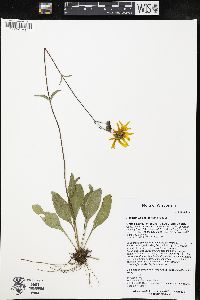 Helianthus occidentalis image