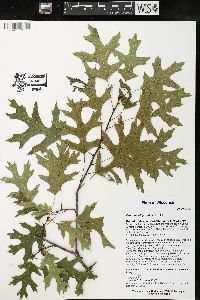 Quercus ellipsoidalis image