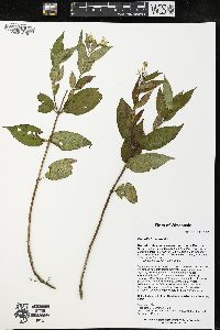 Diervilla lonicera image