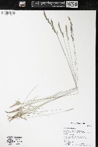 Festuca saximontana image