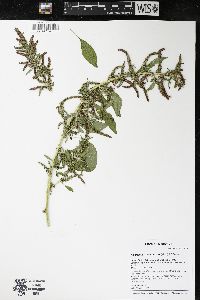 Amaranthus tuberculatus image