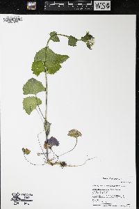 Alliaria petiolata image