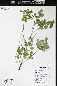 Thalictrum dioicum image