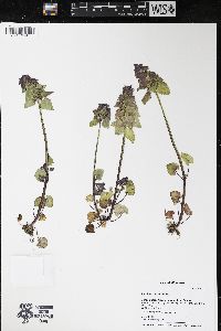 Lamium purpureum image