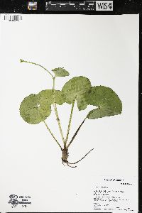 Caltha palustris image