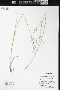 Juncus brachycephalus image