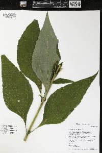 Helianthus decapetalus image