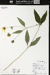 Helianthus decapetalus image