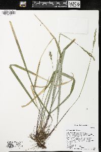 Oryzopsis asperifolia image