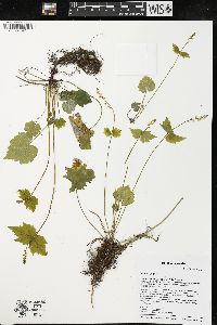 Mitella diphylla image