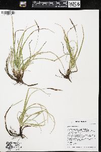 Carex richardsonii image