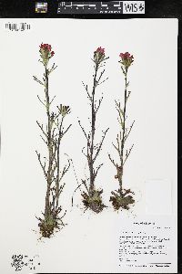 Castilleja coccinea image