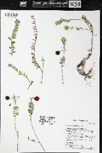 Vaccinium macrocarpon image