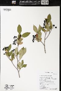 Aronia melanocarpa image