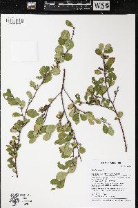 Betula pumila image