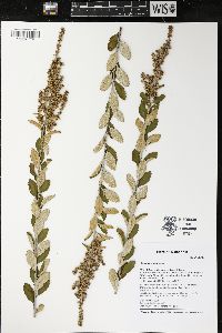 Spiraea tomentosa image