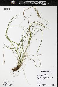 Carex sprengelii image