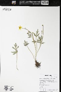 Ranunculus fascicularis image