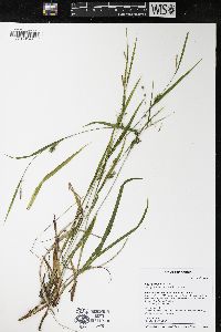 Carex grisea image