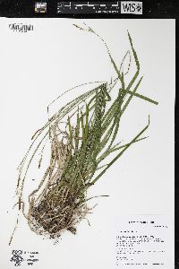 Carex hirtifolia image