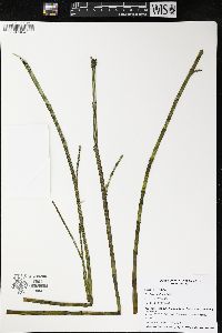 Equisetum fluviatile image