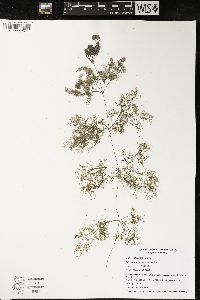 Utricularia purpurea image