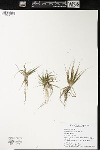 Eriocaulon aquaticum image